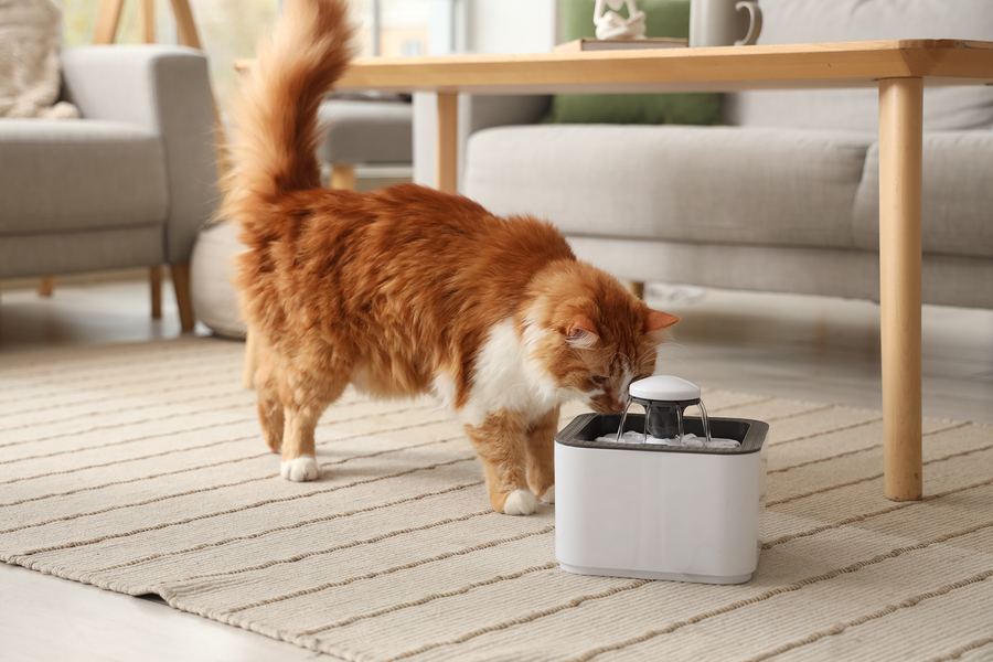 How to Clean a Cat Water Fountain: Pump, Reservoir, and Filter Area